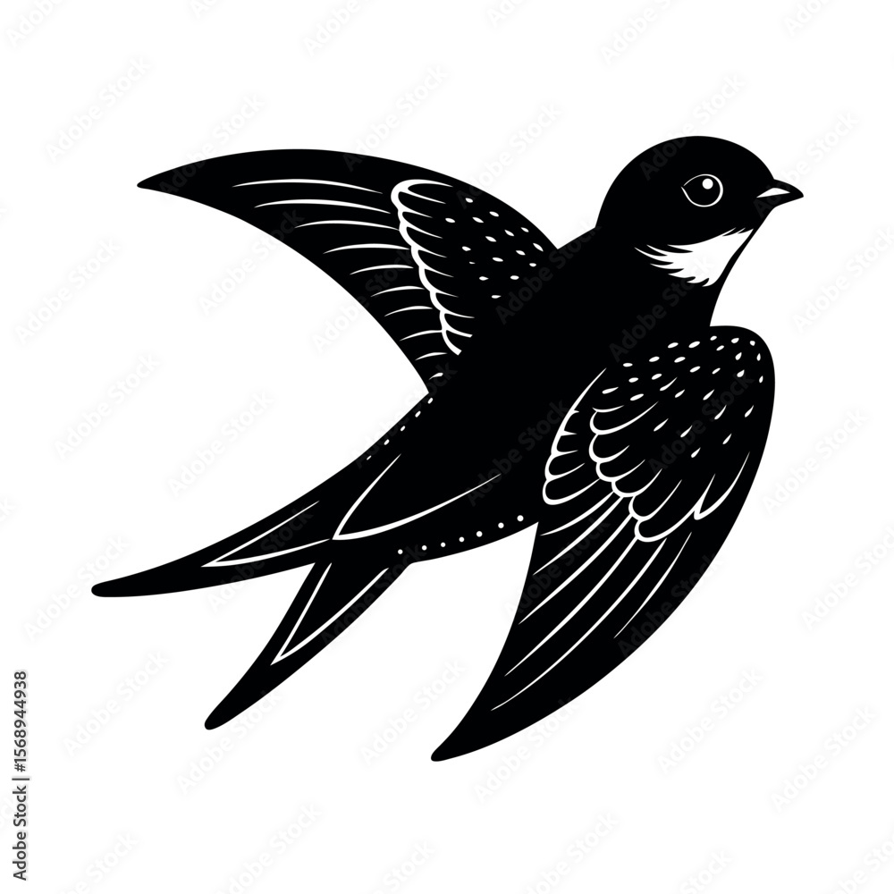 Obraz premium northern rough winged swallow