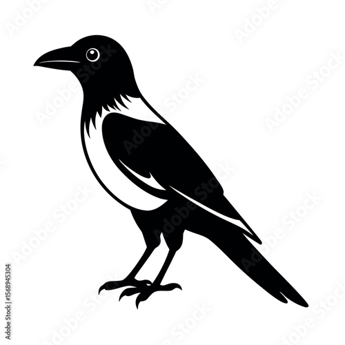 pied crow