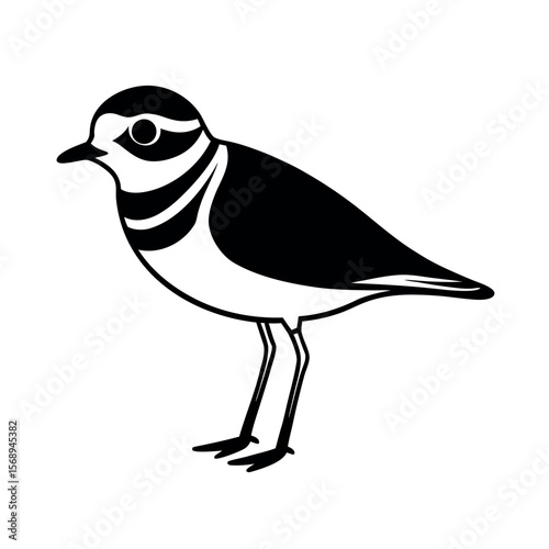 piping plover