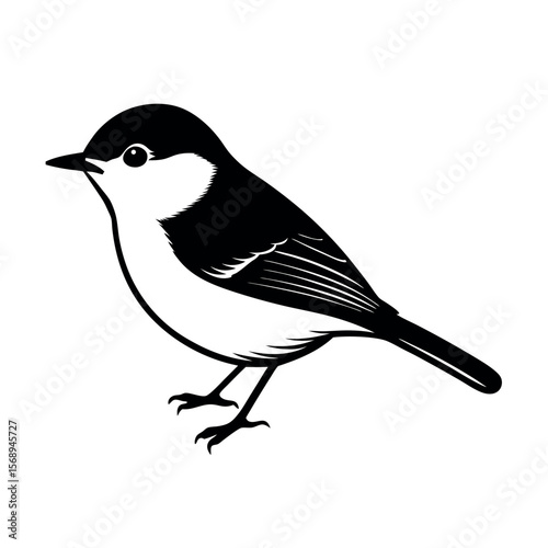 Photos pygmy nuthatch