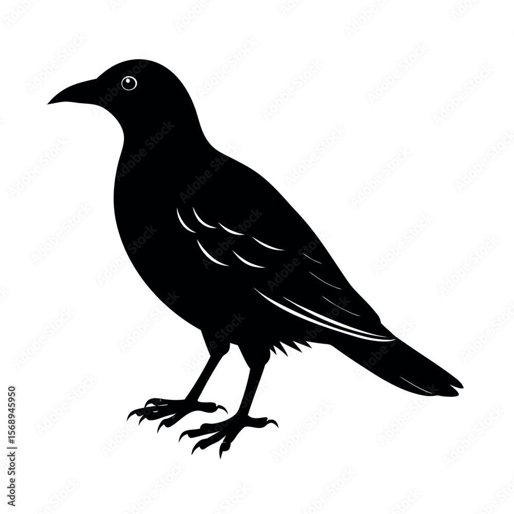 Fototapeta premium red billed chough