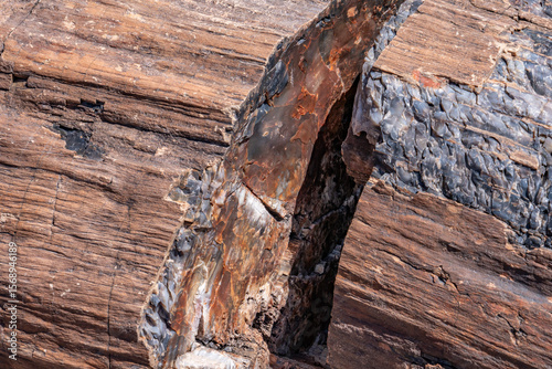 Wallpaper Mural Araucarioxylon arizonicum. Petrified wood / fossilized wood. Crystal Forest Trail, Petrified Forest National Park,  Arizona. Sonsela Member, Triassic Chinle Formation. Torontodigital.ca