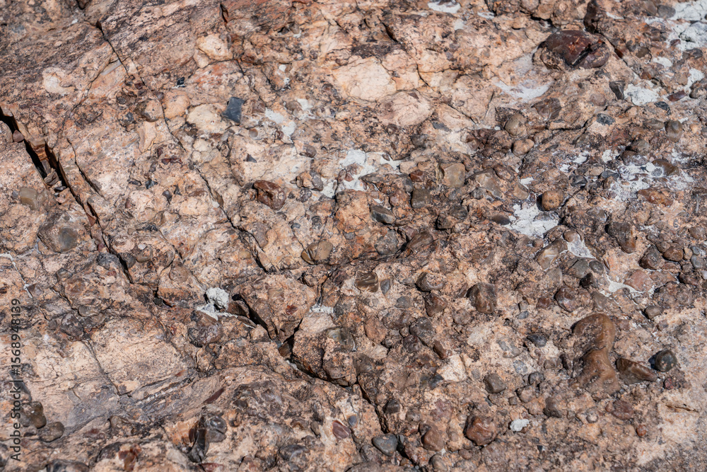 Naklejka premium Araucarioxylon arizonicum. Petrified wood / fossilized wood. Crystal Forest Trail, Petrified Forest National Park, Arizona. Sonsela Member, Triassic Chinle Formation. gravel