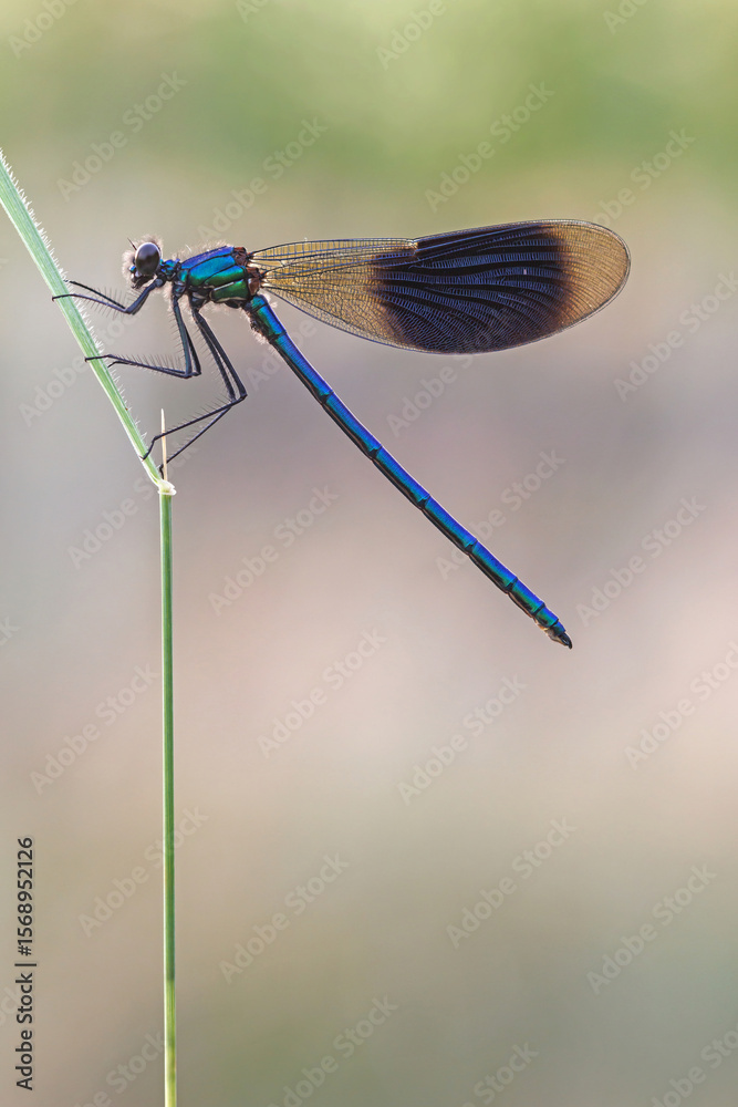 custom made wallpaper toronto digitalGebänderte Prachtlibelle
