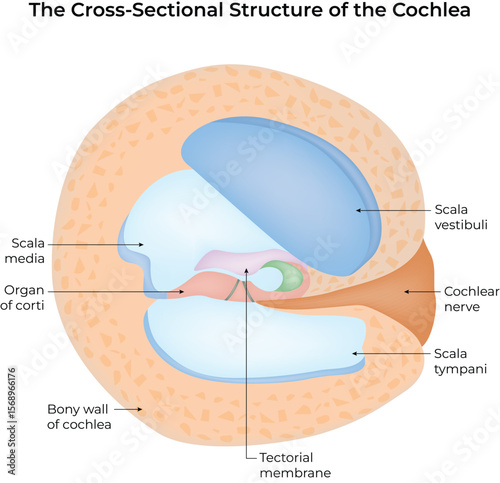 Cross-Sectional Structure of the Cochlea Vector Illustration