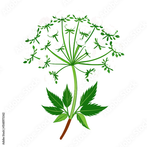 vector illustration of a plant