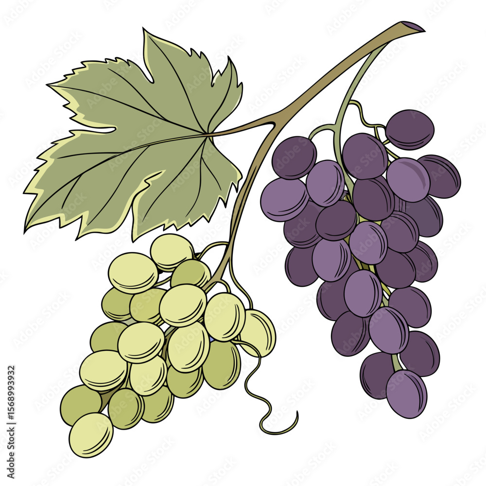 Fototapeta premium Grapes AI Vector Design for Fresh Food & Nature Themes