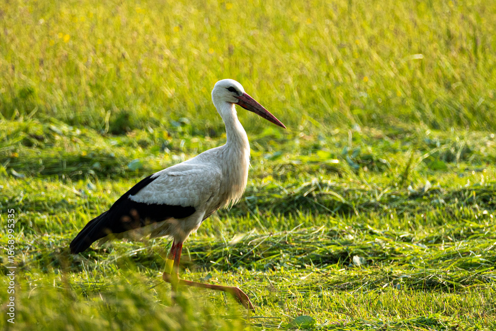 Fototapeta premium Ein Weißstorch auf Nahrungssuche in der Wesenitzaue in Neukirch/ Lausitz 6