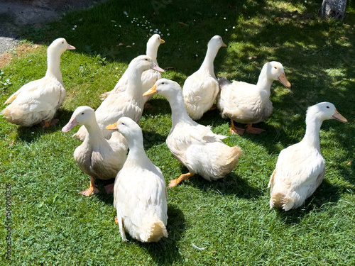 Group of white domestic ducks on green grass in a backyard farm, symbolizing calm rural life, free-range poultry, and small-scale sustainable farming.