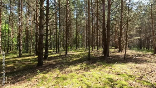 Strolling through a lush forest filled with tall trees and vibrant greenery while sunlight creates beautiful patterns on the forest floor
