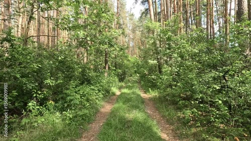 A peaceful walk through a lush forest reveals a tranquil dirt path framed by vibrant foliage and tall trees under a bright sky in late spring.