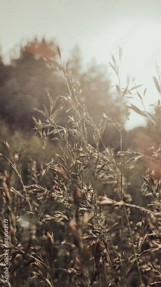 Obraz premium Wild flowery grass that causes allergy to some. Green grass surrounded by green nature and shining sun. Pollen of a grass plant in the light of sun