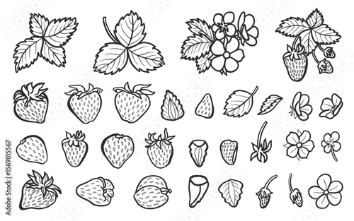 Set of strawberry with leaves and flowers, hand drawn vector illustration for food product desing. Clip art of fresh garden berries black and white, organic healthy food. Summer fruit line art style.