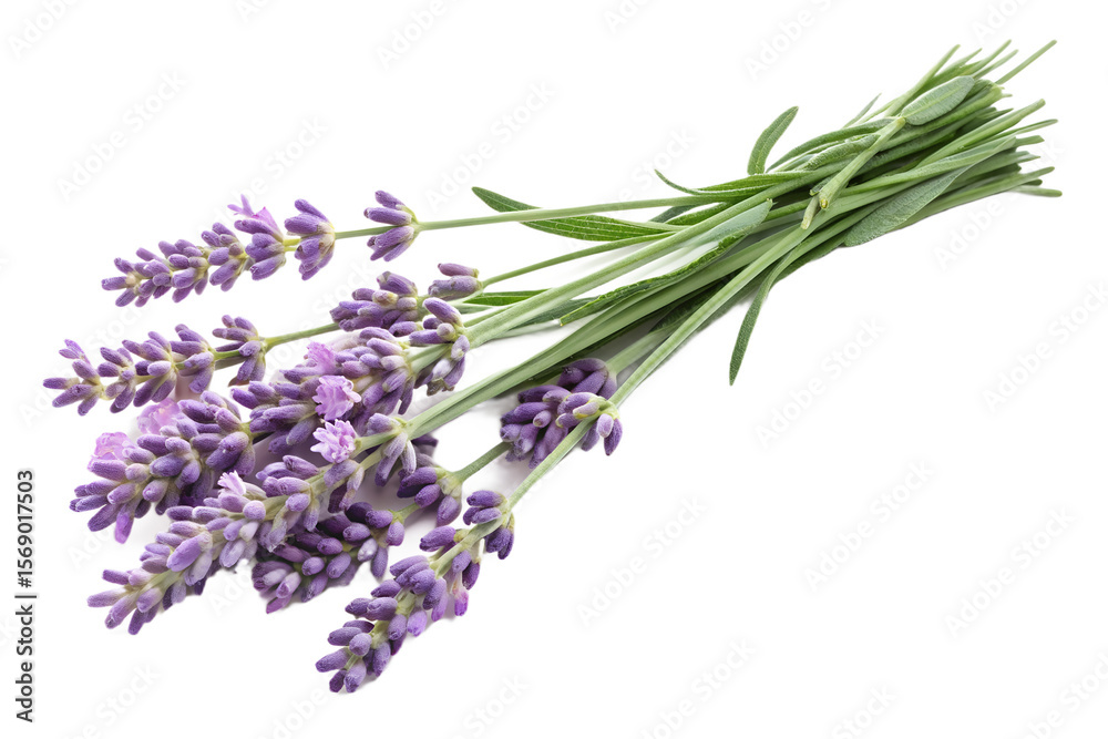 Fototapeta premium Fresh Lavender Flowers with Stem Isolated on Transparent background