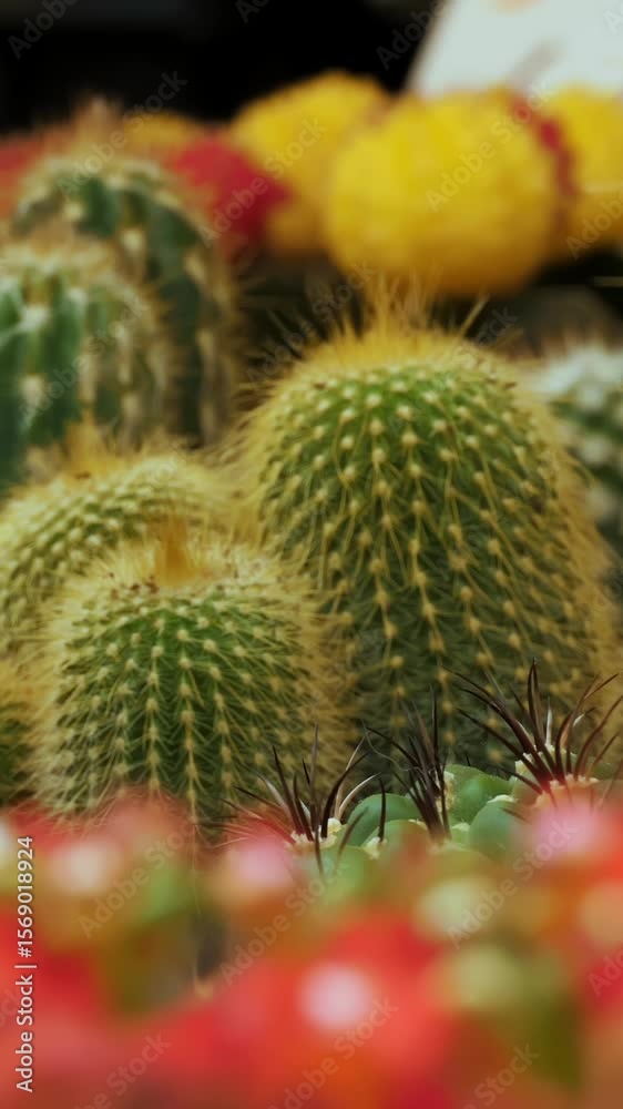 Cacti. succulents. houseplants. close-up. flower market. Flower Shop. greenhouse. horticulture. various potted succulents of different shapes and sizes in gardening supplies store. Cacti. succulents. houseplants. close-up. flower market. Flower Shop. greenhouse. horticulture. various potted succulents of different shapes and sizes in gardening supplies store.