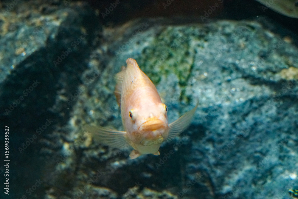 Obraz premium Freshwater fish. Swimming Fish Close-Up. School fish in freshwater cory. Close-Up of Colorful Tropical Fish in Tank Aquarium, Thailand, Asia