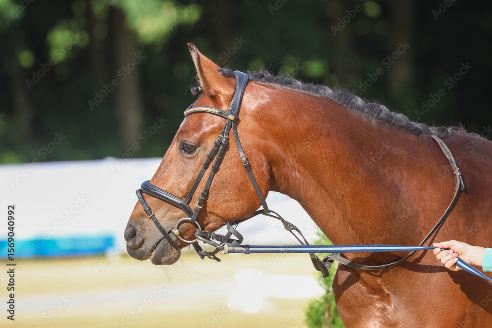 Fototapeta premium Horse dressage horse head portraits with bridle in motion test.