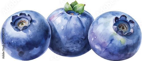 Three Watercolor Blueberries