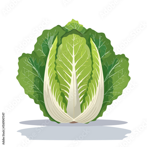 Vector Illustration of a Fresh and Healthy Napa Cabbage