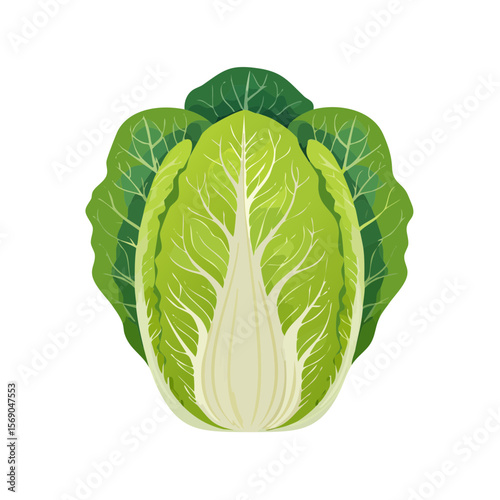 Vibrant Vector Illustration of a Fresh Green Napa Cabbage, Delicious and Nutritious