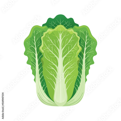 Crisp Napa Cabbage Illustration for Healthy Eating and Culinary Recipes