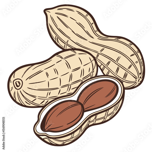 vector illustration of a peanut