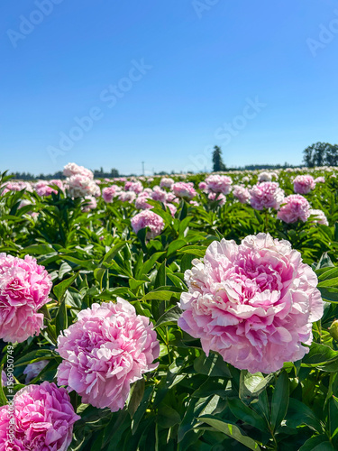 Field of Peonies