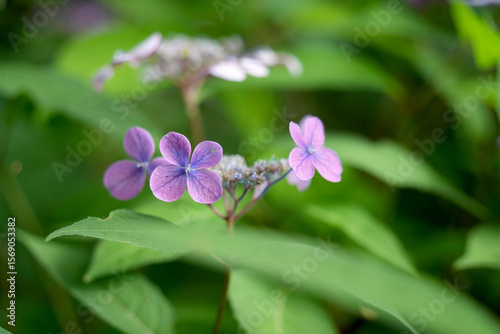 Wallpaper Mural 紫陽花 Torontodigital.ca