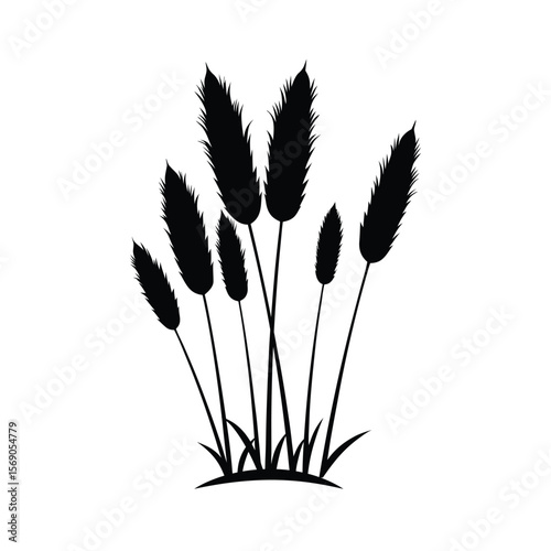 Silhouette of tall seasonal grass with fluffy seed plumes on white background