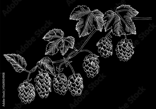 Hand drawn hop branch vector