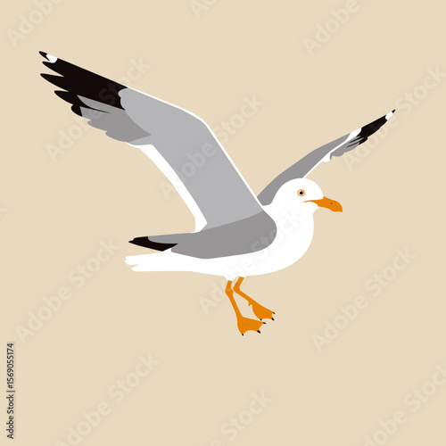 vector illustration of a seagull
