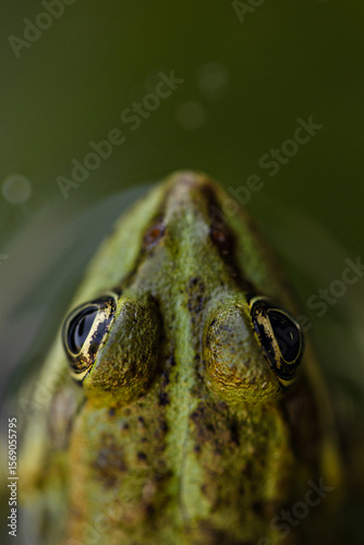 Wallpaper Mural Beautiful details of a cute green frog on a waterlily leaf.  Torontodigital.ca
