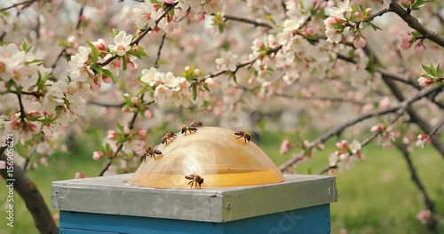 Honeybees gather nectar from a shallow dish on top of a blue beehive, surrounded by blossoming fruit trees