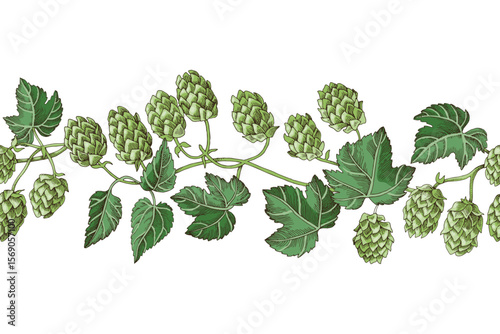 Hop hand drawn seamless border vector