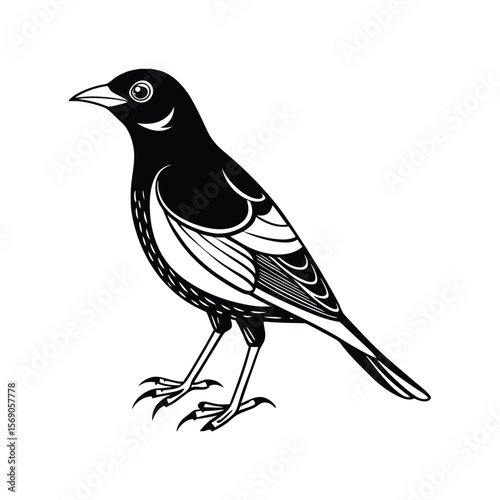A Mynah bird silhouette vector illustration.