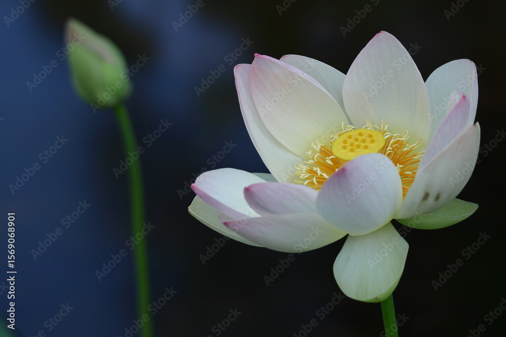 Fototapeta premium 神聖な花