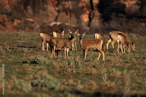 A herd of deer grazing in a meadow in the valley of Utah. Two deer look into the camera lens