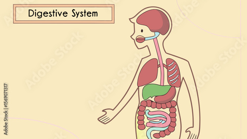 Digestive system diagram showing human anatomy and organs for biology and health education resources