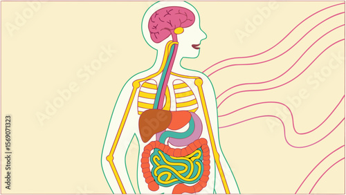 Human anatomy diagram showing internal organs for education and medical study of the human body system