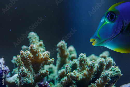 Fototapeta Naklejka Na Ścianę i Meble -  Blue Tang Fish and Pocillopora SPS Stony Coral Macro Marine Life in Aquarium Reef Closeup