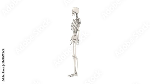 bones of human body, skeleton model, 3d rendered animation, alpha channel available