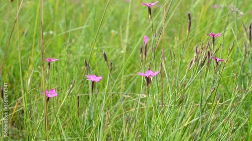 Meadow grasses and flowers sway in the wind. A butterfly flies away from a pink flower.