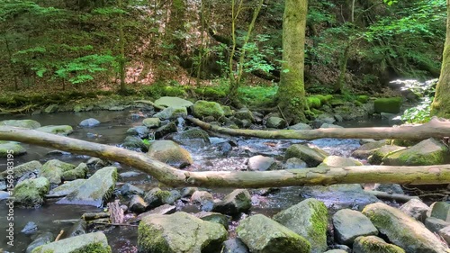 Gentle forest creek with clear water and moss-covered rocks, surrounded by lush green trees. Ideal for nature, relaxation, or environmental projects