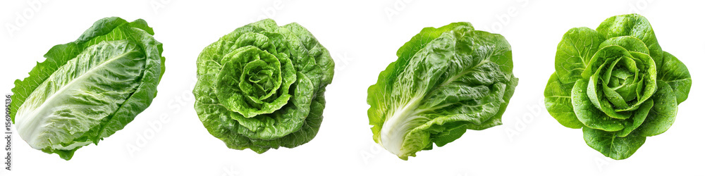 Obraz premium Lettuce isolated on white background. Collection Set Png.