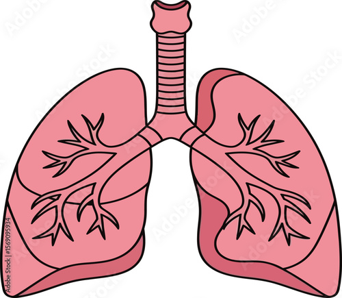 Anatomical illustration of the human lungs featuring the bronchial tree, trachea, and respiratory system for scientific.