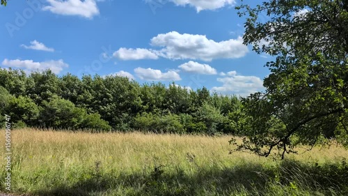 beautiful untouched meadow against forest and blue sky, summer in countryside, wind moving grass and leaves