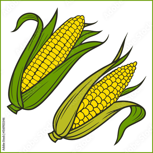 Hand drawn corn on the cob drawing illustration