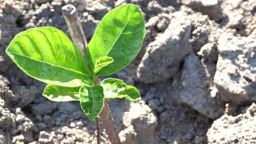 Young green Jackfruit plant with green leaves and soil in garden nature background. Concept of agriculture, tropical tree.
