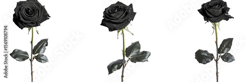 Three black roses in a row standing elegantly against a stark black backdrop