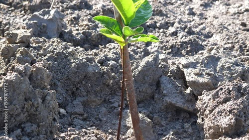 Young green Jackfruit plant with green leaves and soil in garden nature background. Concept of agriculture, tropical tree.